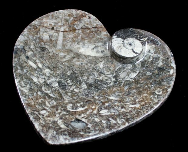 Heart Shaped Fossil Goniatite Dish #8886